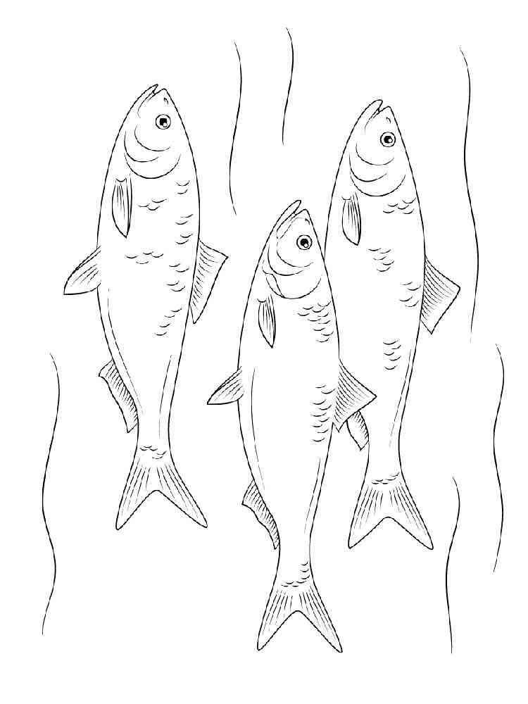 Herring coloring pages. Download and print Herring coloring pages.